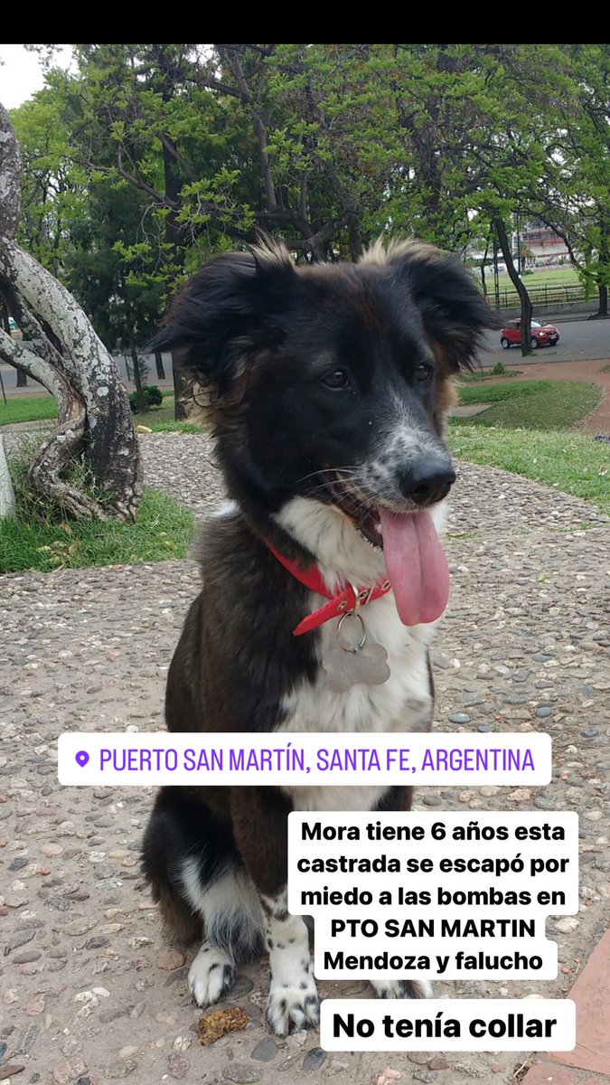 AlanaDreiling's tweet photo. Centro de puerto San Martín, es cruza con border Colli. Es de mi abuela 3413576788 Le tiene miedo a las bombas!!! https://t.co/pxRiRt5w16