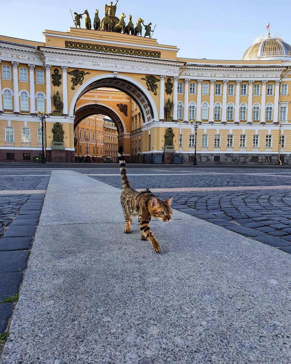 Wild_SPb's tweet photo. Важно! В честь всемирного дня кошек Эрмитажные коты получили почесывания.

«Угощений специальных в эти дни мы не даем,у котов диета.Но ведь для котов главное —доброе слово и внимание.Мы стараемся подарить удвоенную порцию любви и чесания за ушком» -  основательница Музея кошки. https://t.co/KtC8TeOXkJ
