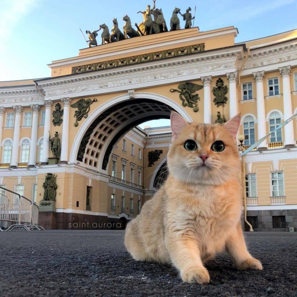 Wild_SPb's tweet photo. Важно! В честь всемирного дня кошек Эрмитажные коты получили почесывания.

«Угощений специальных в эти дни мы не даем,у котов диета.Но ведь для котов главное —доброе слово и внимание.Мы стараемся подарить удвоенную порцию любви и чесания за ушком» -  основательница Музея кошки. https://t.co/KtC8TeOXkJ