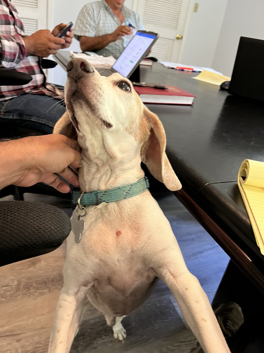 TeamGumball5's tweet photo. Our CBO was determined to sit in on a project meeting this afternoon but he got bored very quickly. Fucking Suits man SMH 🤦. #HucktheGoodBoy #ChiefBarkingOfficer #ConstructionGuys https://t.co/wWqNqJXdGw