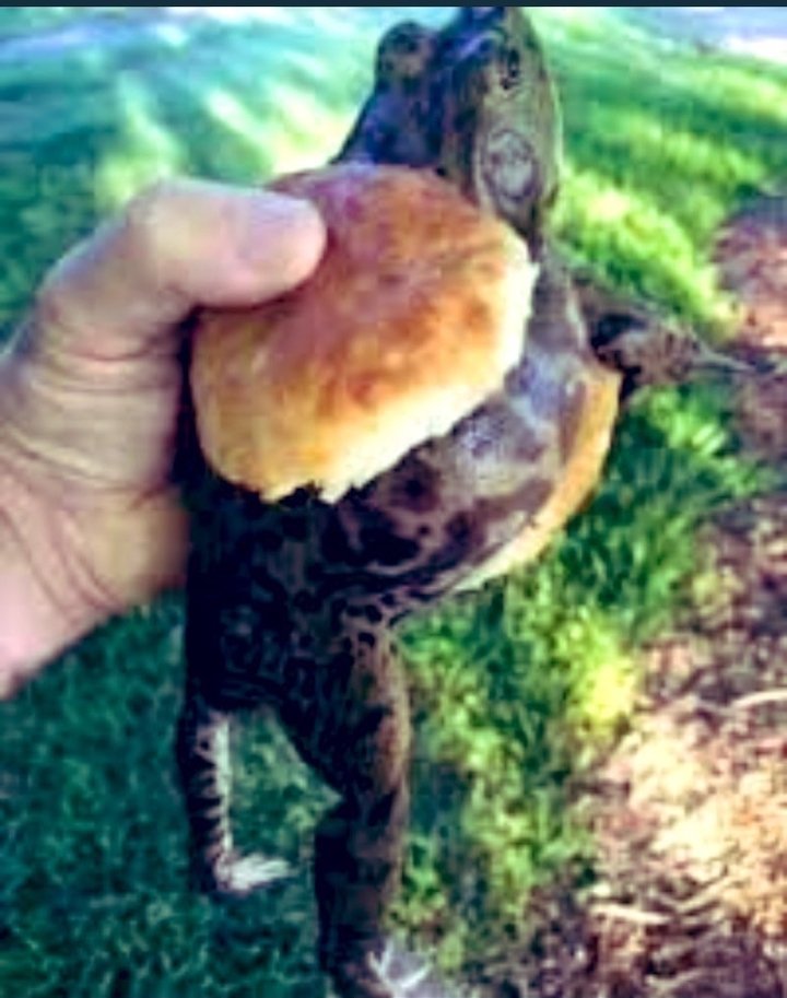 Los ranapan que se van a comer los K.
Es hermoso