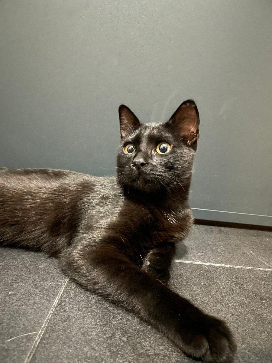 yoligonera tweet media