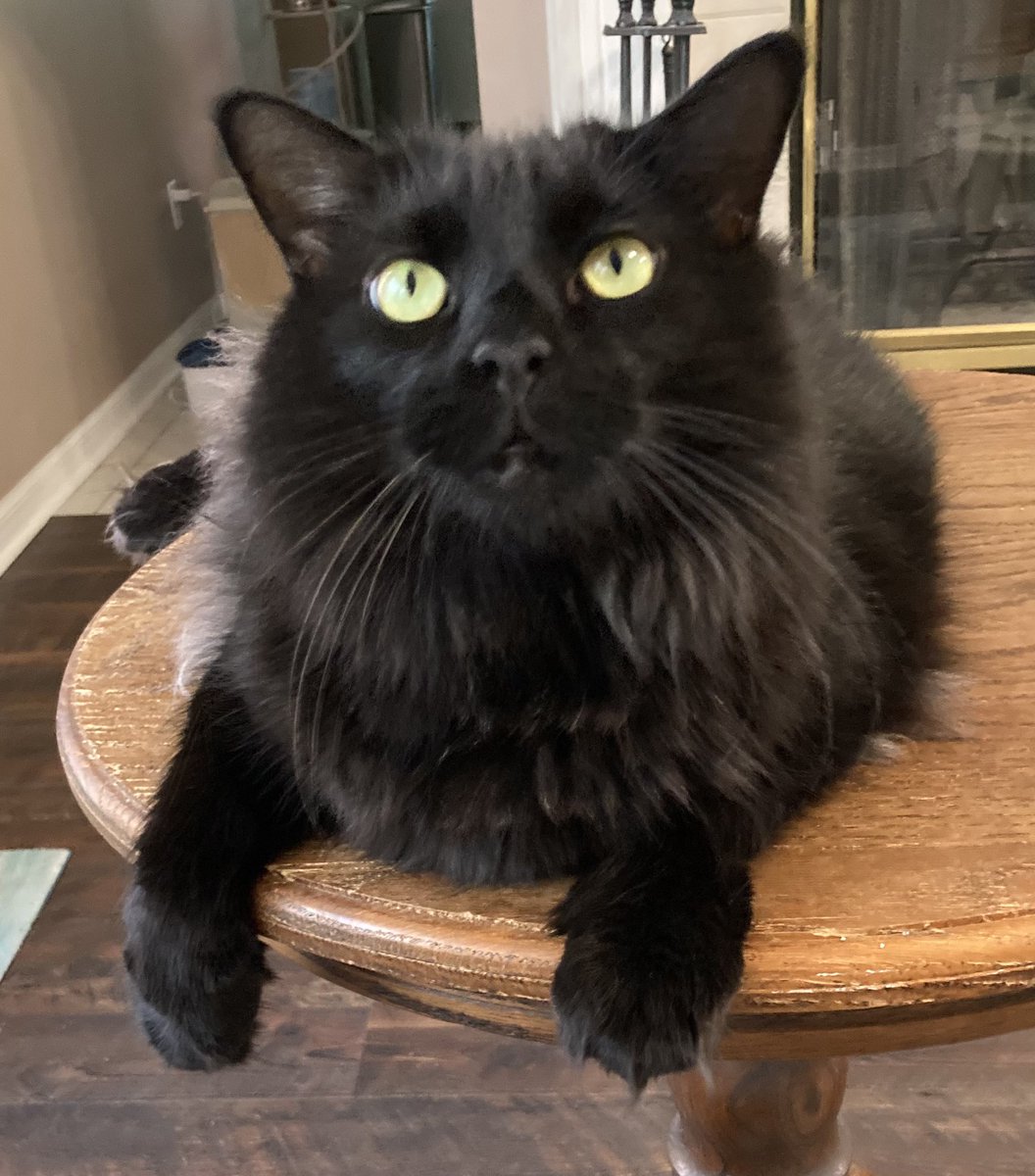 What’s that you say Mommy? It’s #InternationalCatDay ? We thought that was every day but ok. So that means extra treats right? Then get to it, Ill sit here and wait! Enjoy your day friends and if you have a cat(s) make sure to celebrate them! 😺🐾🐈‍⬛♥️