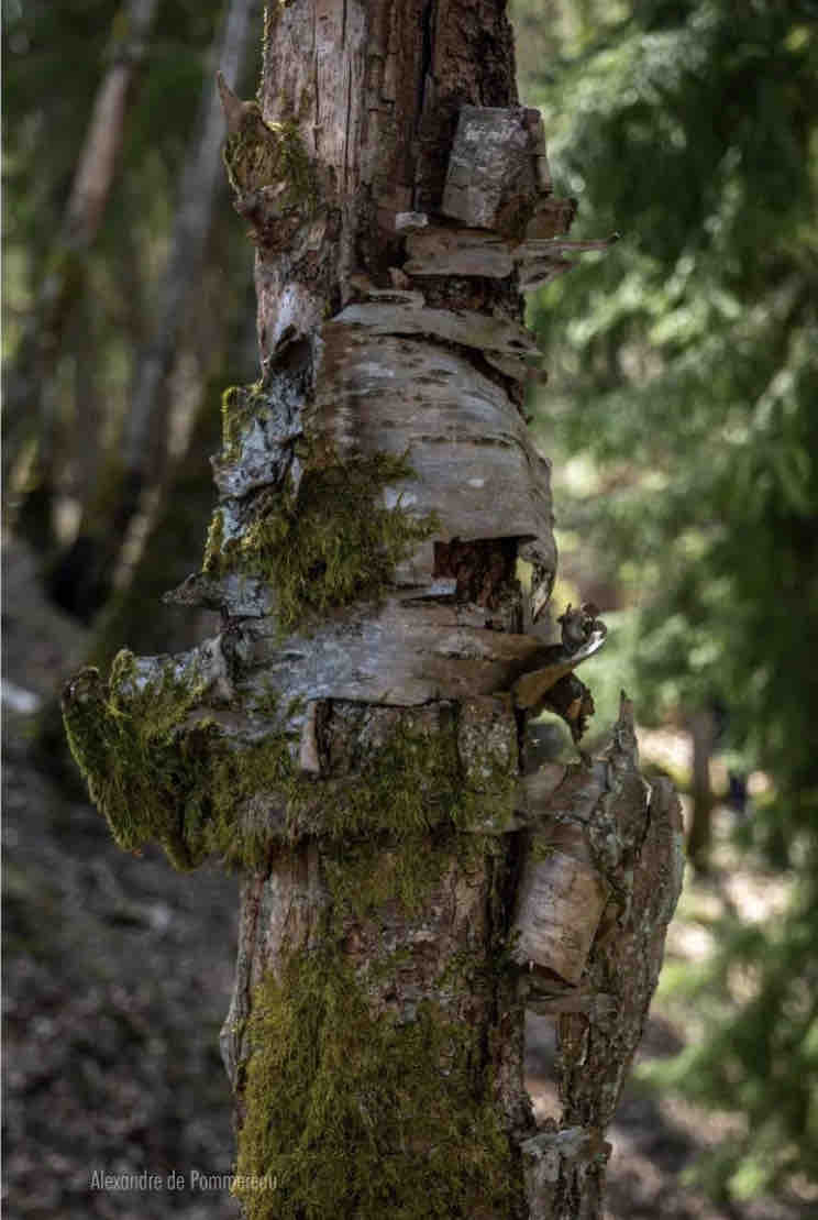 taraceagroup's tweet photo. Gardien de la forรชt.
#gardien #forรชt #arbre #nature #outdoorphotomag #elementsphotomag #landscapephotomag #forest #raw_community #shapeinnature #instadaily #naturewonder #allnatural #TreesAndForest #Serrucho #reclaimedwood
Via: @alexdepommereau
https://t.co/DrmsDuDlgW https://t.co/nH5eb3oI9g