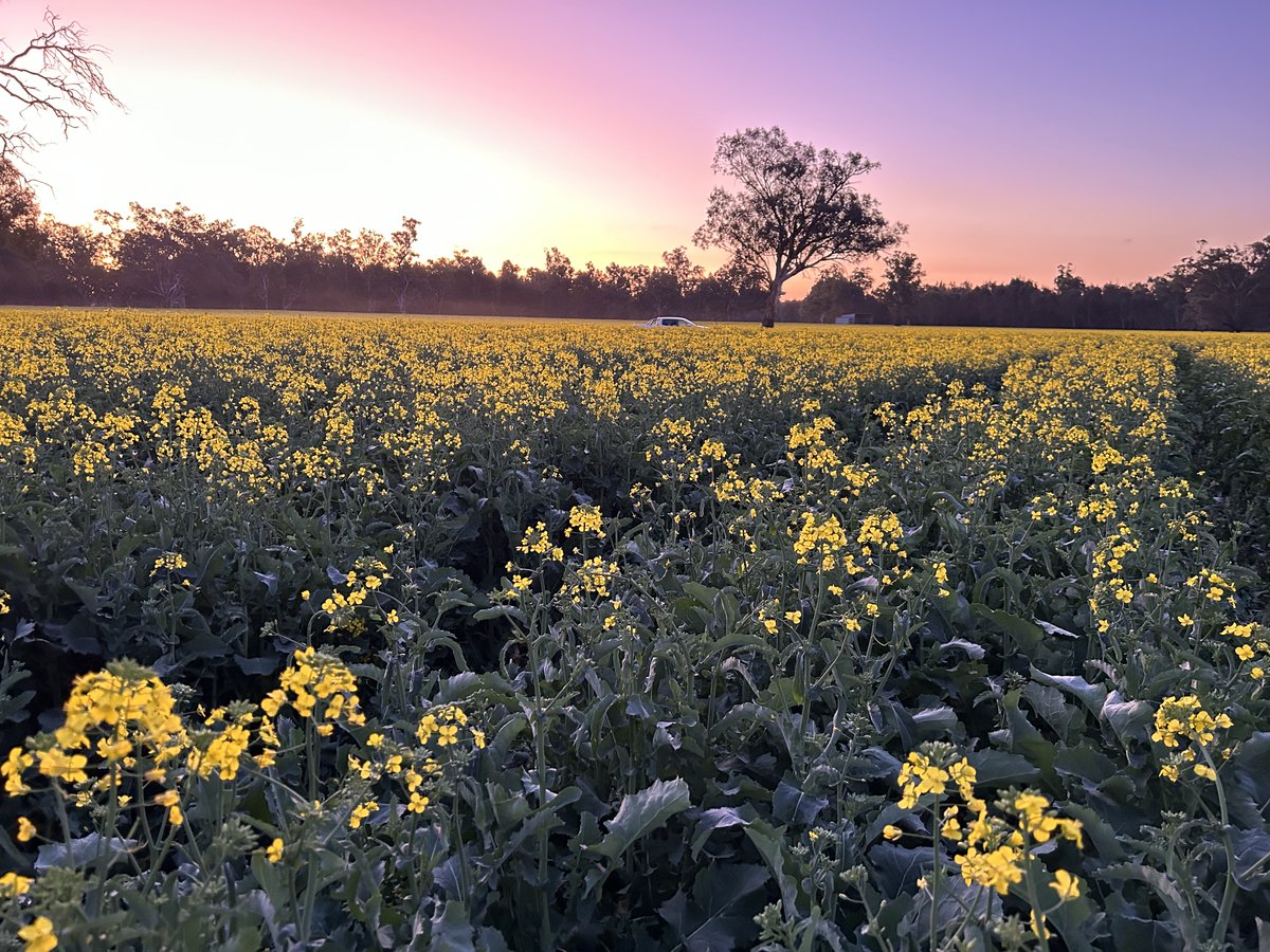 The sun is rising on what is sure to be another cracking week! The canola in the central west sure is looking glorious to kick off the week😍 @bromeo82