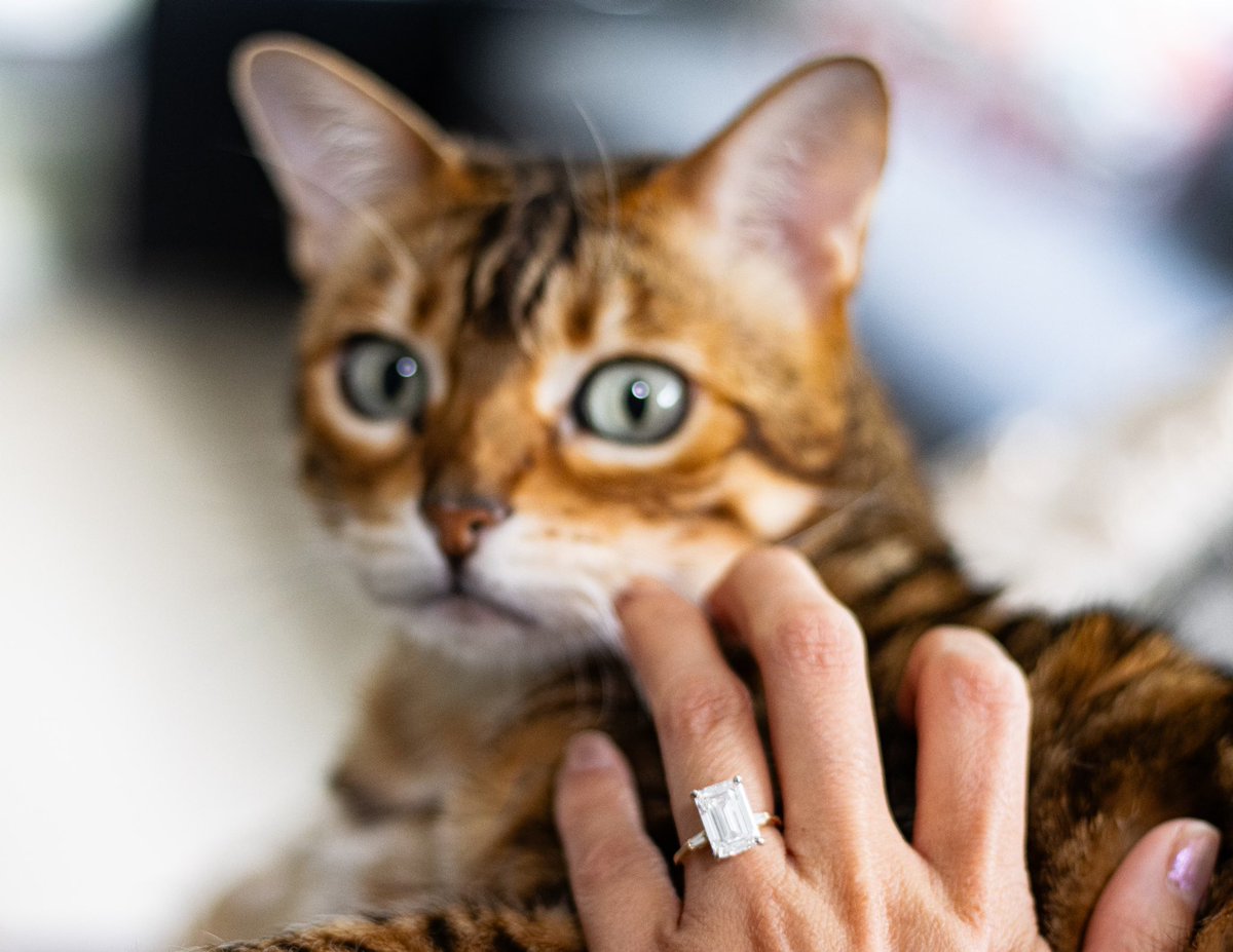 DoAmore's tweet photo. No better way to celebrate #internationalcatday than by sharing this beautiful custom petite tapered engagement ring paired with a stunning kitty 🤍 https://t.co/0hyHl4xP4K