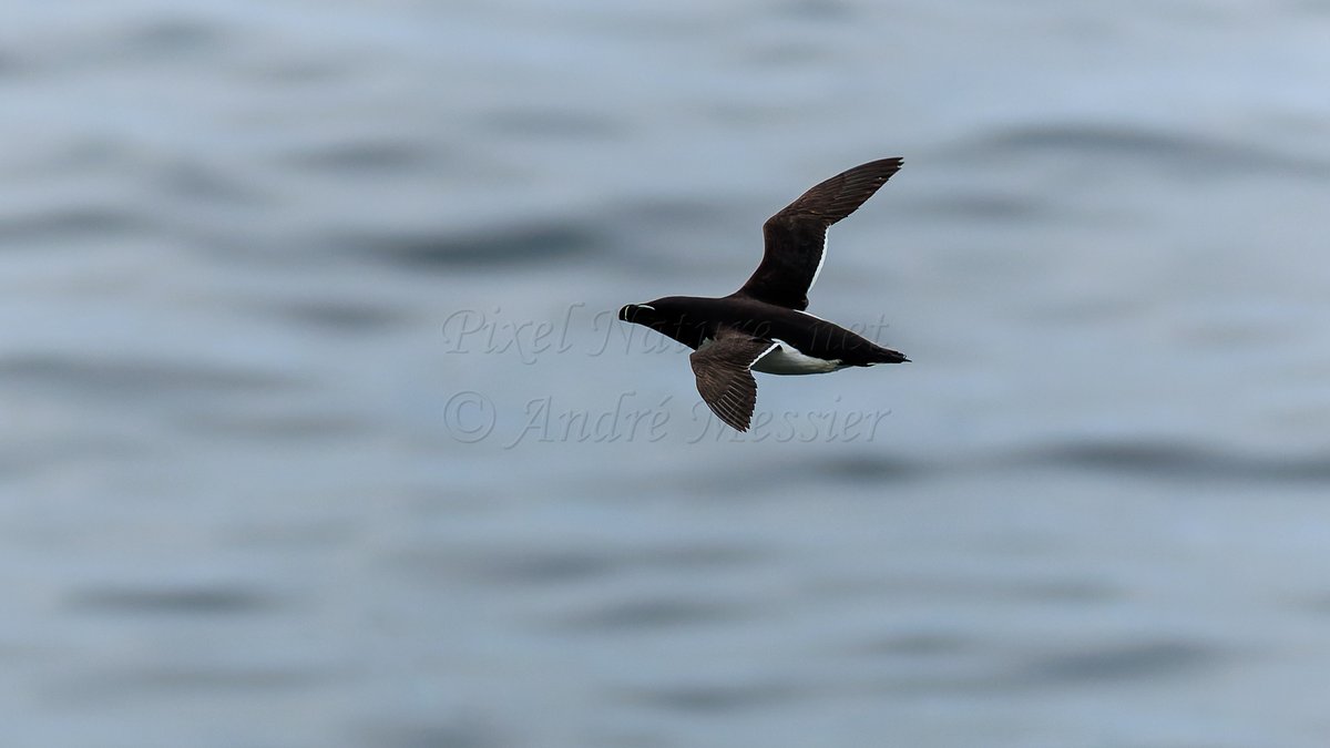 PixelNaturenet's tweet photo. #OrnithoQc #OrnithoGaspesie  Le Petit Pingouin (Dovekie) #Bird #Birds #Birding #Birdwatching #Ornithology #NaturePhotography #naturesbestphotography #beautifulcanada #BirdPhotography #Oiseau #Ornithologie #Seabird https://t.co/1scmdKNXit