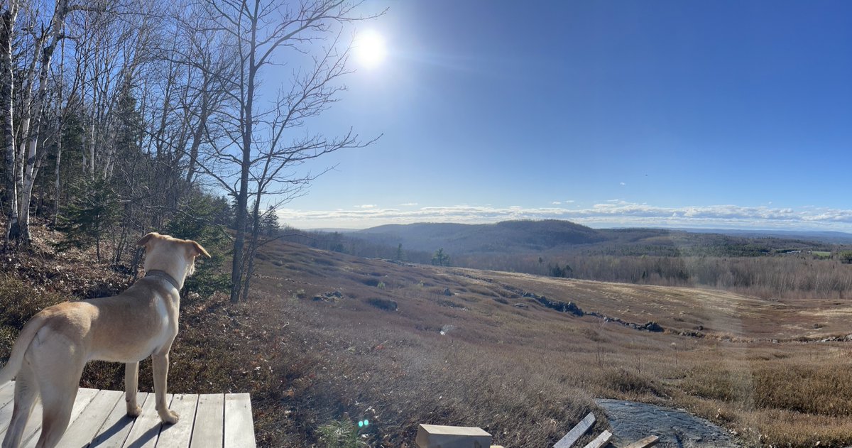 Out of all the projects I’ve worked on, might be most proud of this one. 
#portrait #dog #eyes #man #sun #sky #smile #nature #doglife #doglove #servicedog⁠
#love #beautiful #portraits⁠
 #cute #doglover #animals #lovedogs⁠
#natural #supreme⁠
#summer #fun #happy #sunshine