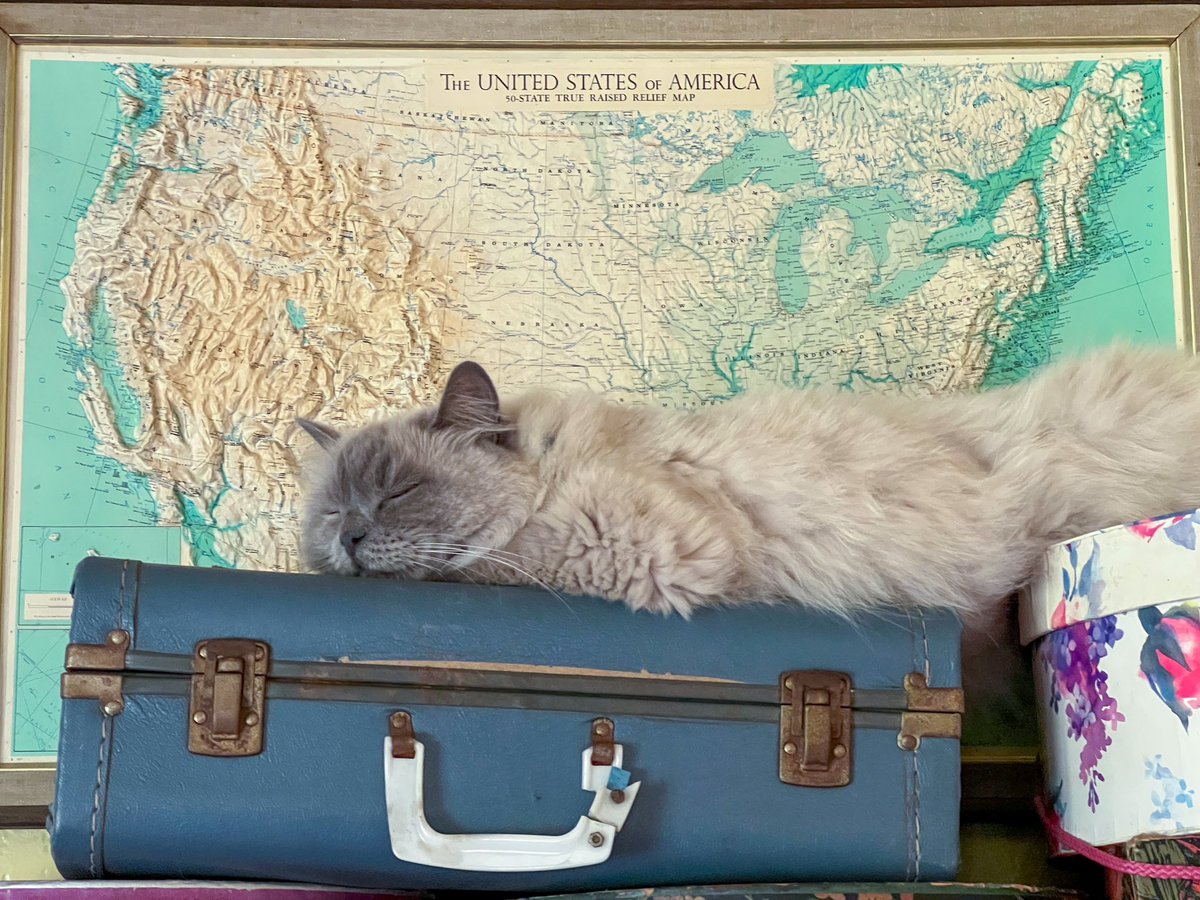 kpaskorz's tweet photo. Fluffernutter sleeping on the job. #InternationalCatDay https://t.co/PTazHdmKsM