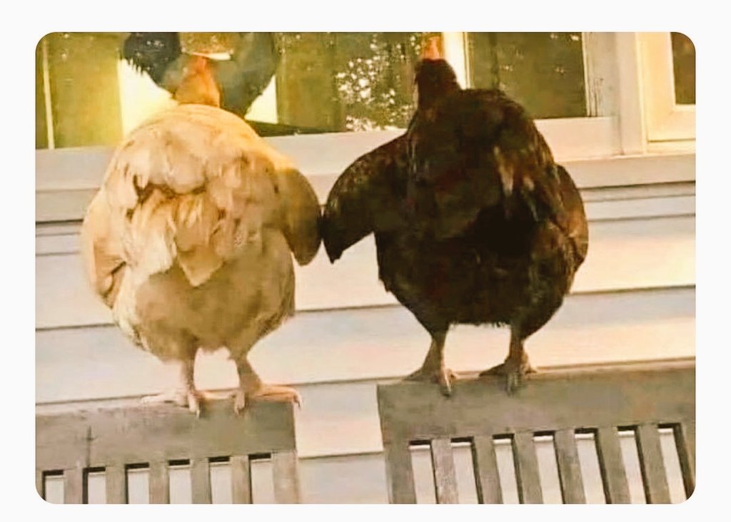 prinklas's tweet photo. 💜Aziraphale y Crowley💜
Para qué terminar siendo humanos si pueden terminar siendo gallinas 😏 https://t.co/Hq0Zi75LOv