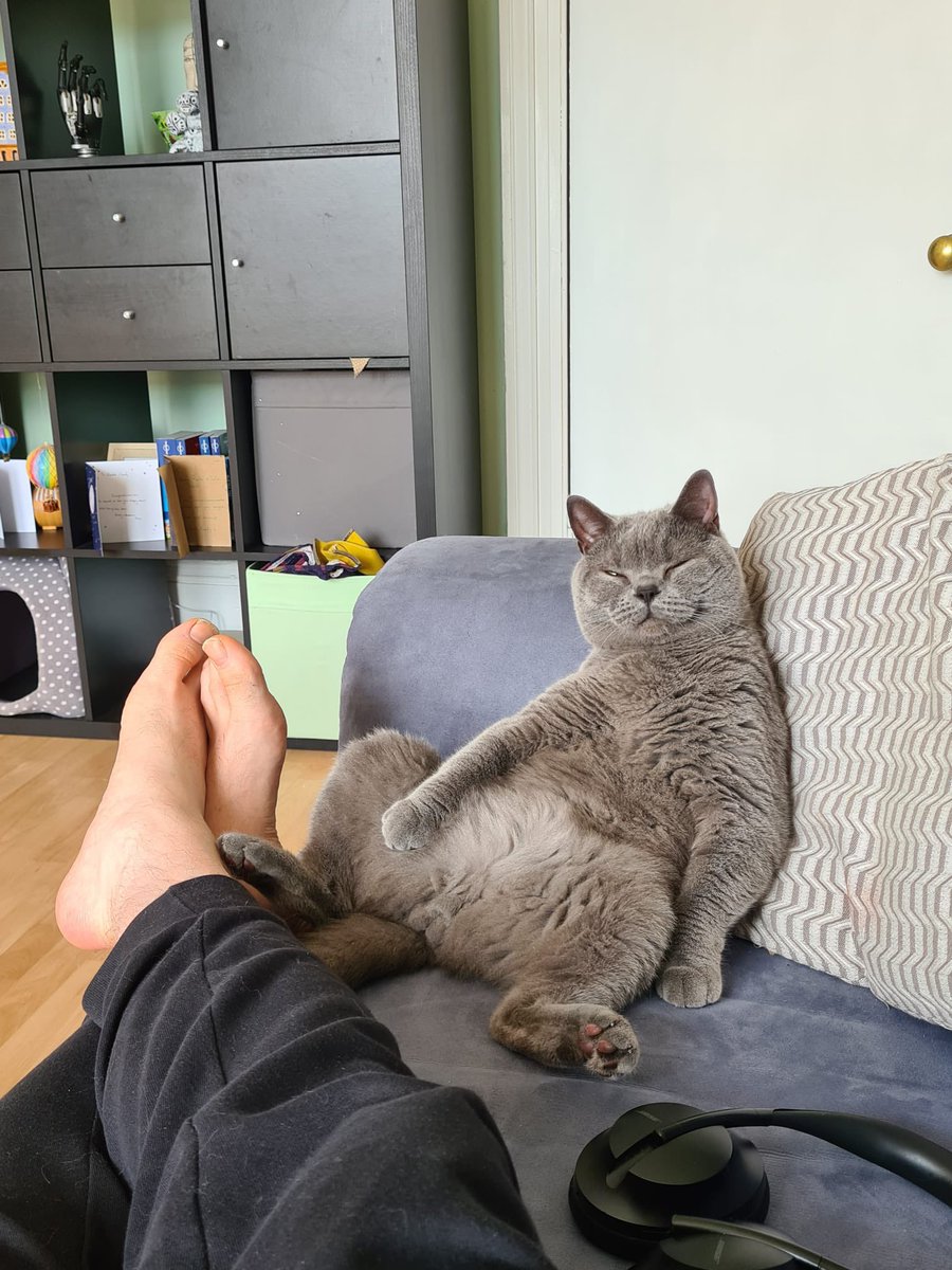 Contraltomo's tweet photo. Gus just chilling on International Cat Day. https://t.co/ENi76sI8Gx