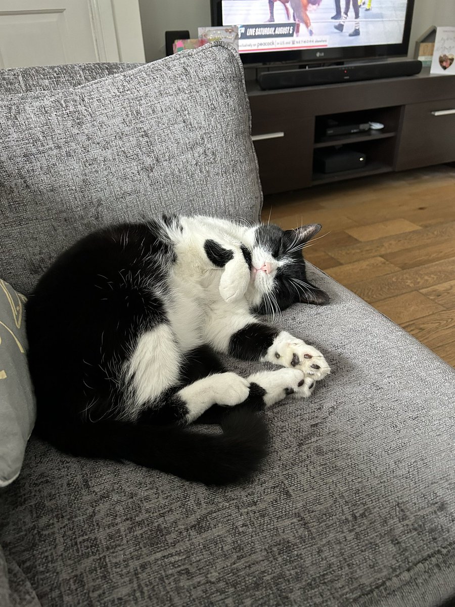charlh87's tweet photo. @AldiUK My rescue Jam 🖤🤍🐾 she’s always this cute when she sleeps 😻 https://t.co/4rQ41etSTB