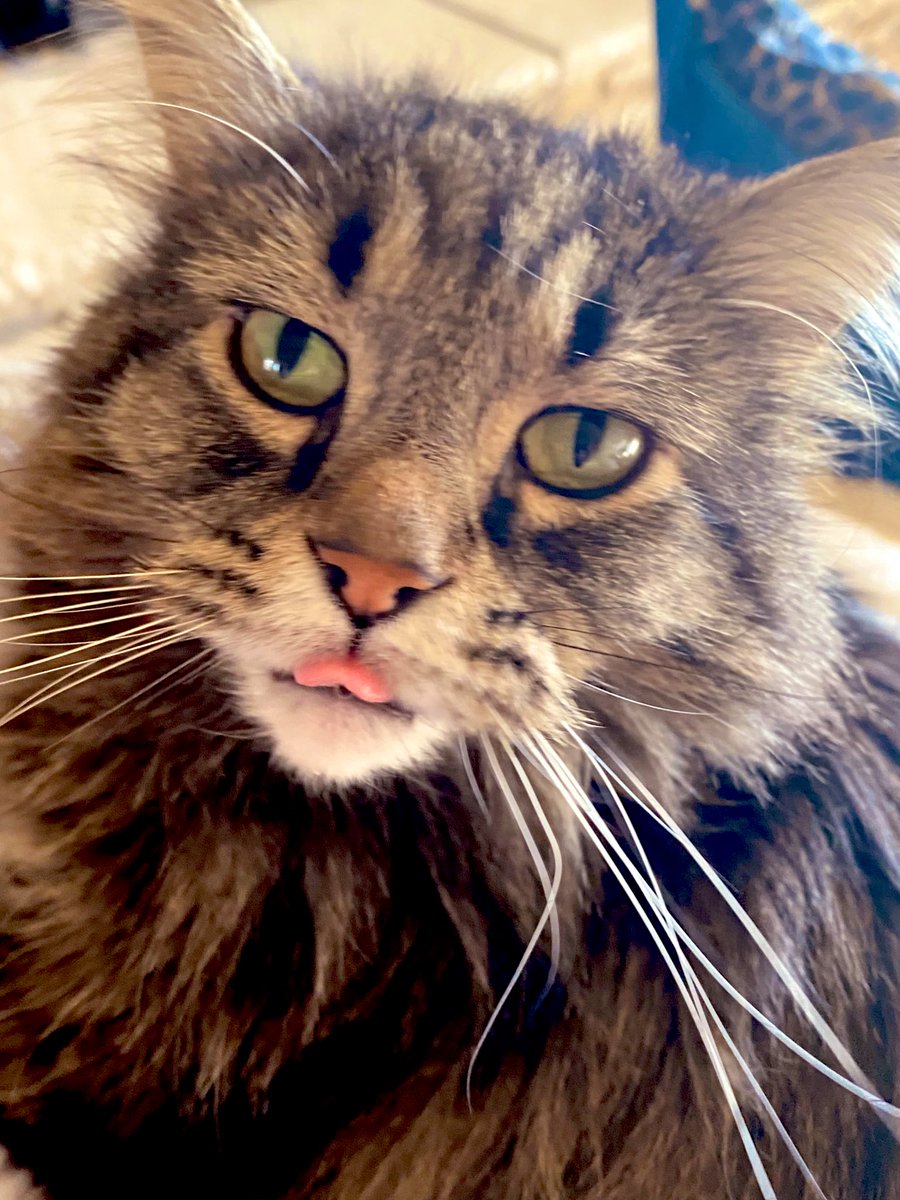 #InternationalCatDay 
This is not my cat, this is my dear friend’s cat and her blep is outstanding. Please clap. 👏👏👏