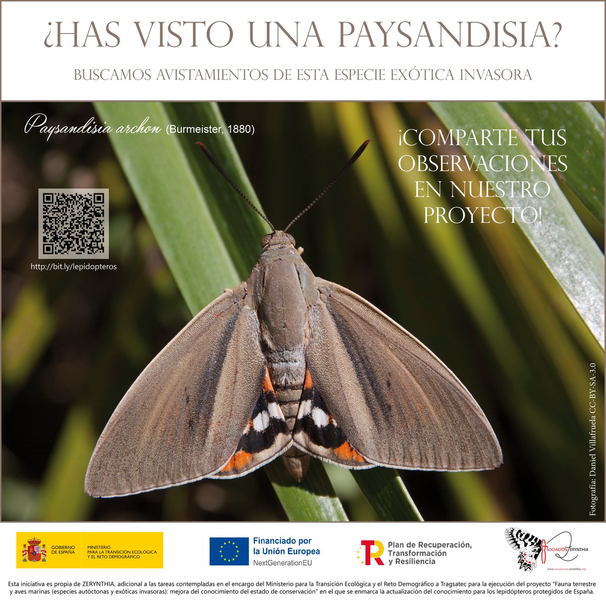 1/5 ¿Has visto una #Paysandisia? 🦋Si dispones de observaciones de esta mariposa, te agradeceríamos enormemente si pudieras compartirlas. Para ello, hemos creado un proyecto en la plataforma de ciencia ciudadana <a href="/inaturalist/">iNaturalist</a>: bit.ly/lepidopteros