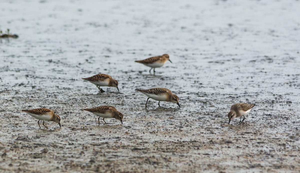 naturenickpics's tweet photo. A variety of small sandpiper species at Cooking Lake. Informally called “peeps”, these different Arctic-breeding species can be tricky to ID #birdwatching #birding #birdsofalberta #yeg #yegphotographer #nature #natirephotograph https://t.co/KIns5YNG1D