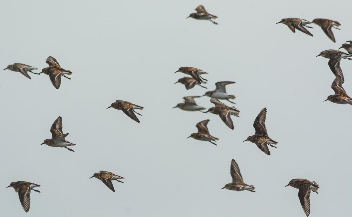 naturenickpics's tweet photo. A variety of small sandpiper species at Cooking Lake. Informally called “peeps”, these different Arctic-breeding species can be tricky to ID #birdwatching #birding #birdsofalberta #yeg #yegphotographer #nature #natirephotograph https://t.co/KIns5YNG1D