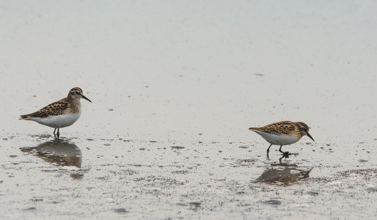 naturenickpics's tweet photo. A variety of small sandpiper species at Cooking Lake. Informally called “peeps”, these different Arctic-breeding species can be tricky to ID #birdwatching #birding #birdsofalberta #yeg #yegphotographer #nature #natirephotograph https://t.co/KIns5YNG1D