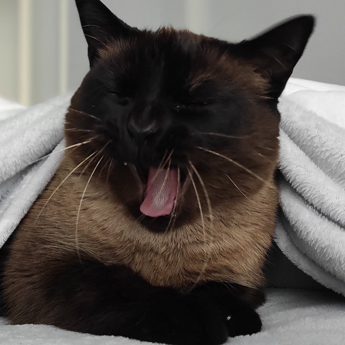 Estela5 Benitez Sanchez tweet media