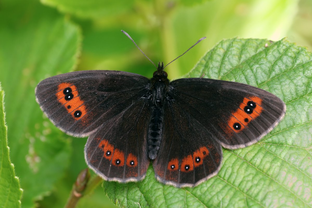 mawoodley's tweet photo. A first for me at the weekend, Scotch Argus at Smardale Gill 😃
Not much sunshine, some were active with many more settled in the grass.
A lovely place to be with so much to see apart from the butterflies!
@BC_Cumbria
@cumbriawildlife
@savebutterflies
@ukbutterflies https://t.co/S7iqlK3JVk