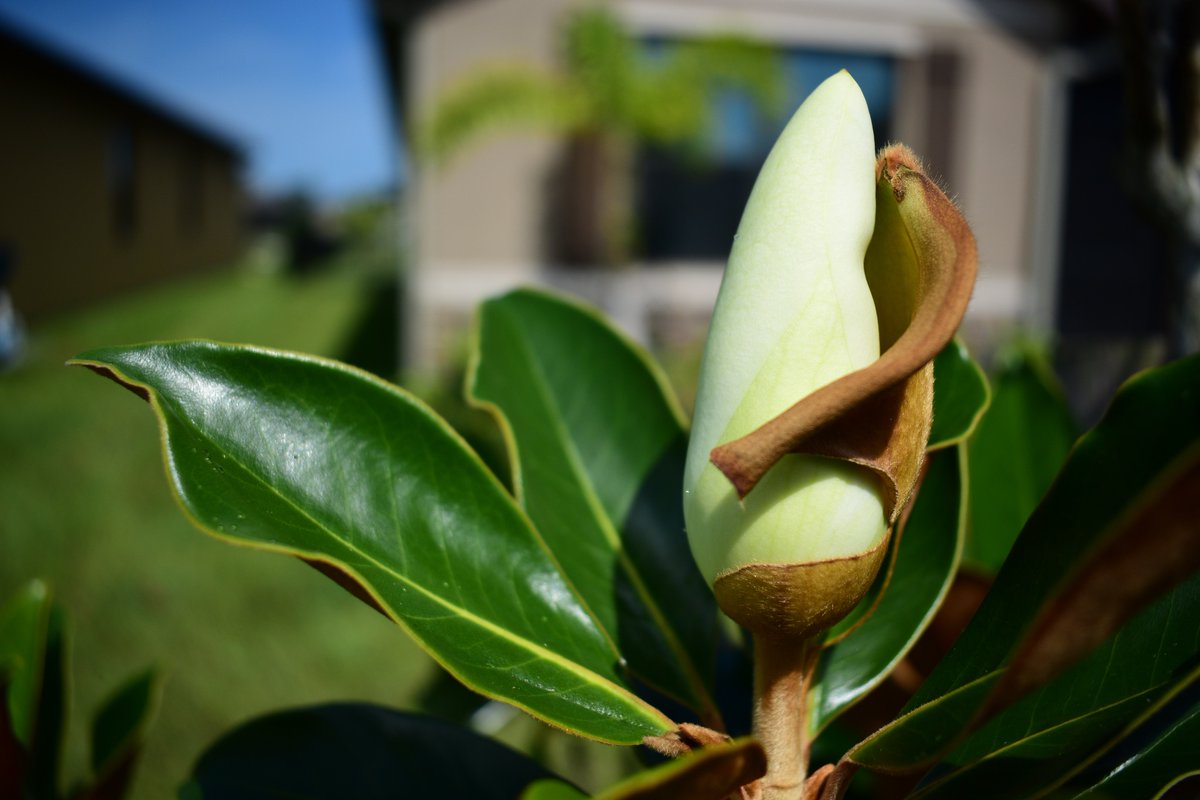 Blooming magnolia

#ruleofthirds #photography #photographer #aywmc #nikon #nikond3500 #30daysofcomposition #becreative #letcreativityflow #yesitsart #flowerphotography #tjpuritz #tjpuritzauthor