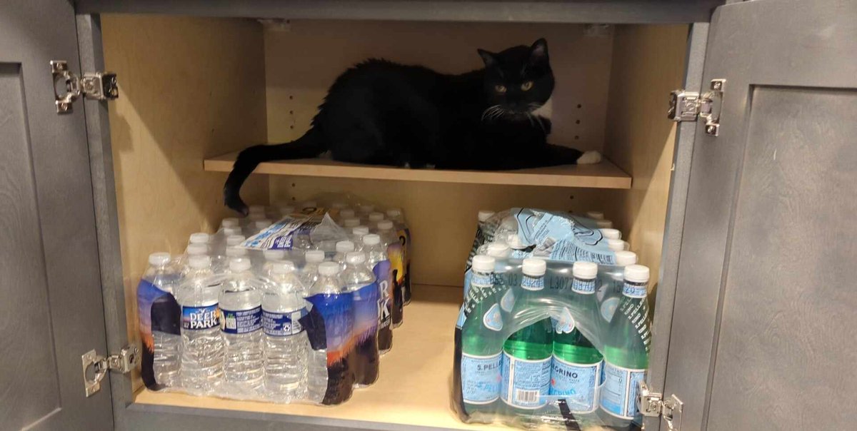 Happy #InternationalCatDay (or, ya know, Tuesday) from my babies + our downstairs neighbor, Adrien.

#TempuraCat #BlackAndWhite #JazzCat #MaineCoon #LokiCat #BrownAndWhite #AdrienCat #CatsOfTwitter #CatsOfX
