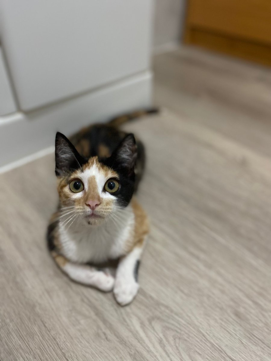 AnimalesToro's tweet photo. #DiaInternacionalDelGato algunos de nuestros gatines pasan a saludar 😍 Si te has enamorado de algun@, escribe al 636174256 o
abandonostororefugio@gmail.com
#AdoptaNoCompres
#adoptables
#gatos
#AdopcionResponsable
#acogida
#apadrina
#amadrina https://t.co/at2vT6G3za