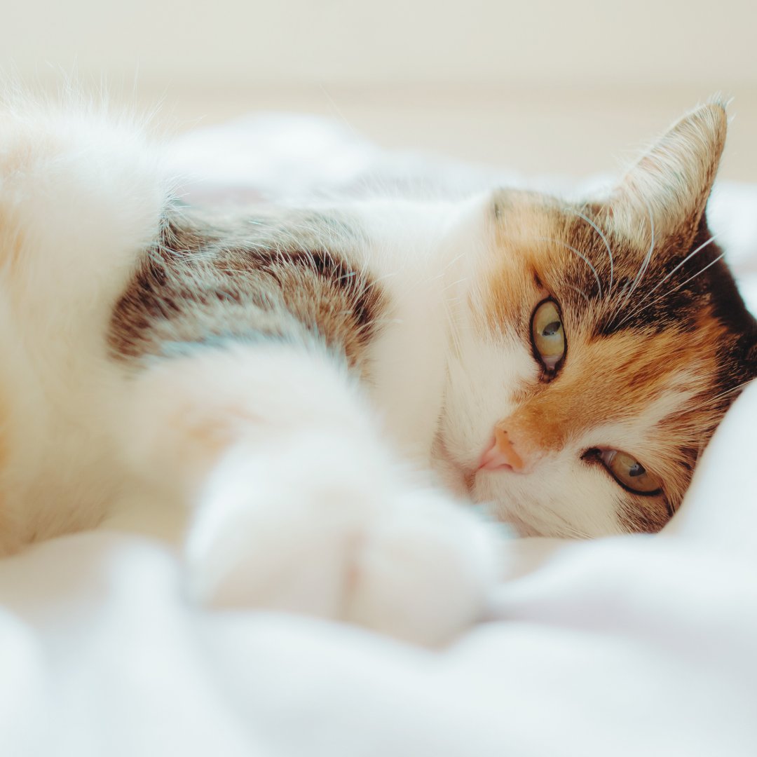 sweetsheetsinc's tweet photo. 🐾 Happy International Cat Day to all our feline friends and their loving owners! We know just how much our feline friends love to share our beds, and we wouldn't have it any other way.
Here's... #CatsLoveSweetSheets
#InternationalCatDay #SweetSheets #PetFriendly #NoMoreFur https://t.co/14cHgnrReN