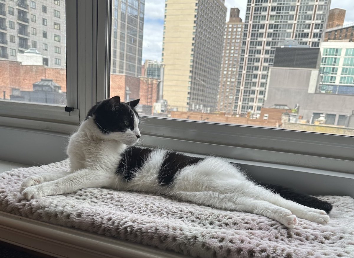 Happy International Cat Day from Luna, International Cat of Mystery.