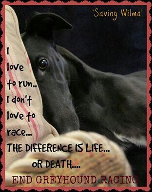 @GREY2KUSA #Greyhounds #UnboundTheHound #EndDogRacing
#CloseTheTracks