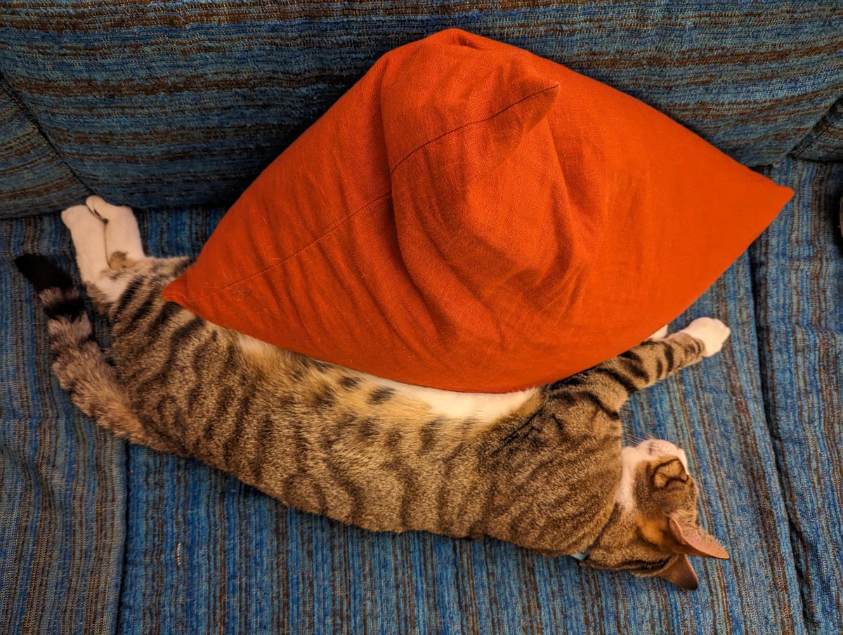 mimo says: not got a cat on #InternationalCatDay? Cuddle a cushion instead