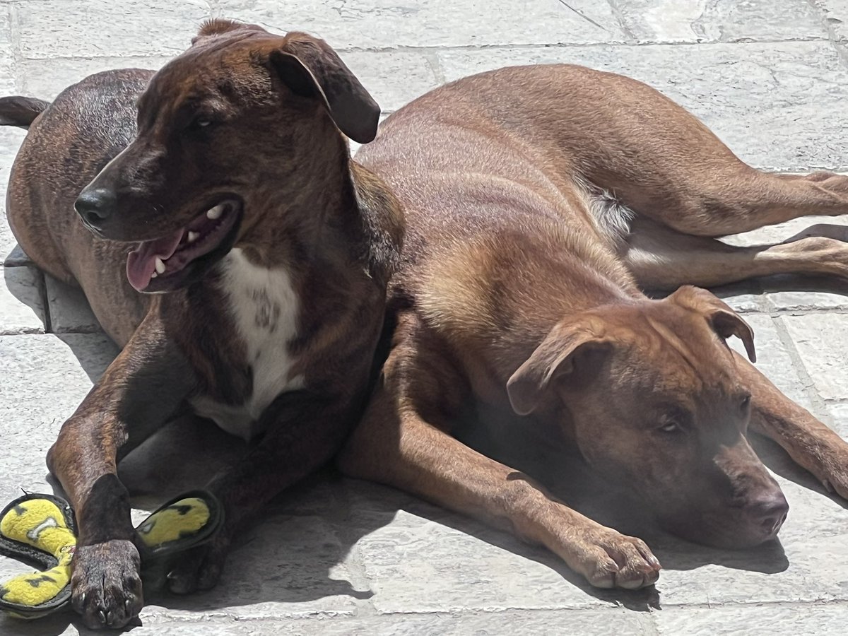 adrian_lynette's tweet photo. @pulte Giveaway for those who have two pups named Chocolate and Coconut!! https://t.co/5bclTgIOUD