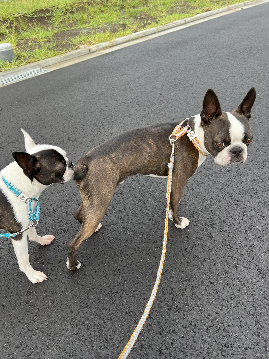 hachisan's tweet photo. おちりチェック
#bostonterrier https://t.co/n5nZG4hSp9
