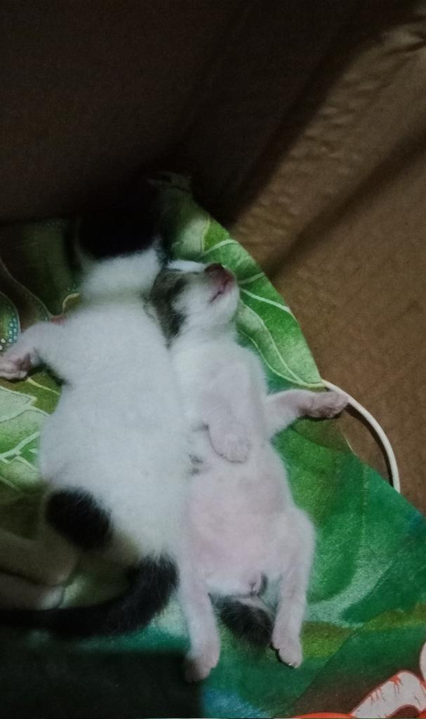 Aneesa_Putri26's tweet photo. liat bayi gaya tidurnya kayak gini, kan gemessss jadinya 😻😂
nyerah abis nenen ya 🤭
#DuniaKucing https://t.co/2BhbJsbNOx