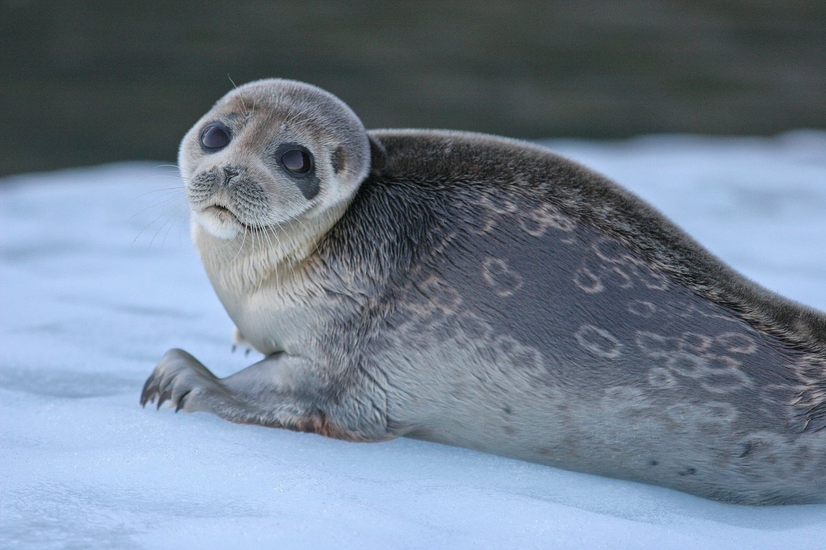 todays marine mammal of the day is the 'ringed seal' !! (docs req)

- they get their name from their distinctive fur pattern of dark spots surrounded by light grey rings!

- their main predators are polar bears and orcas