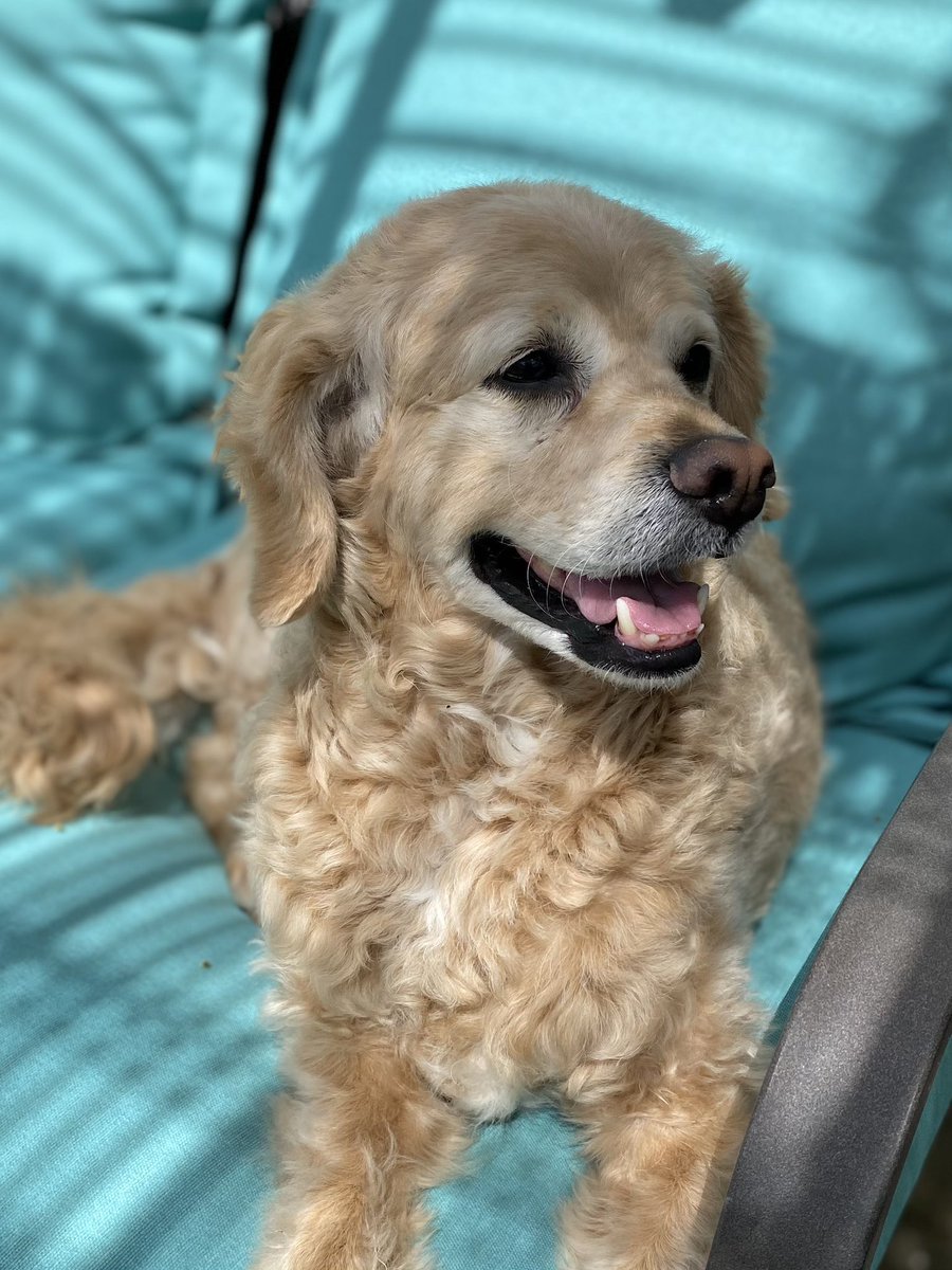 maggie loves comedy tweet media