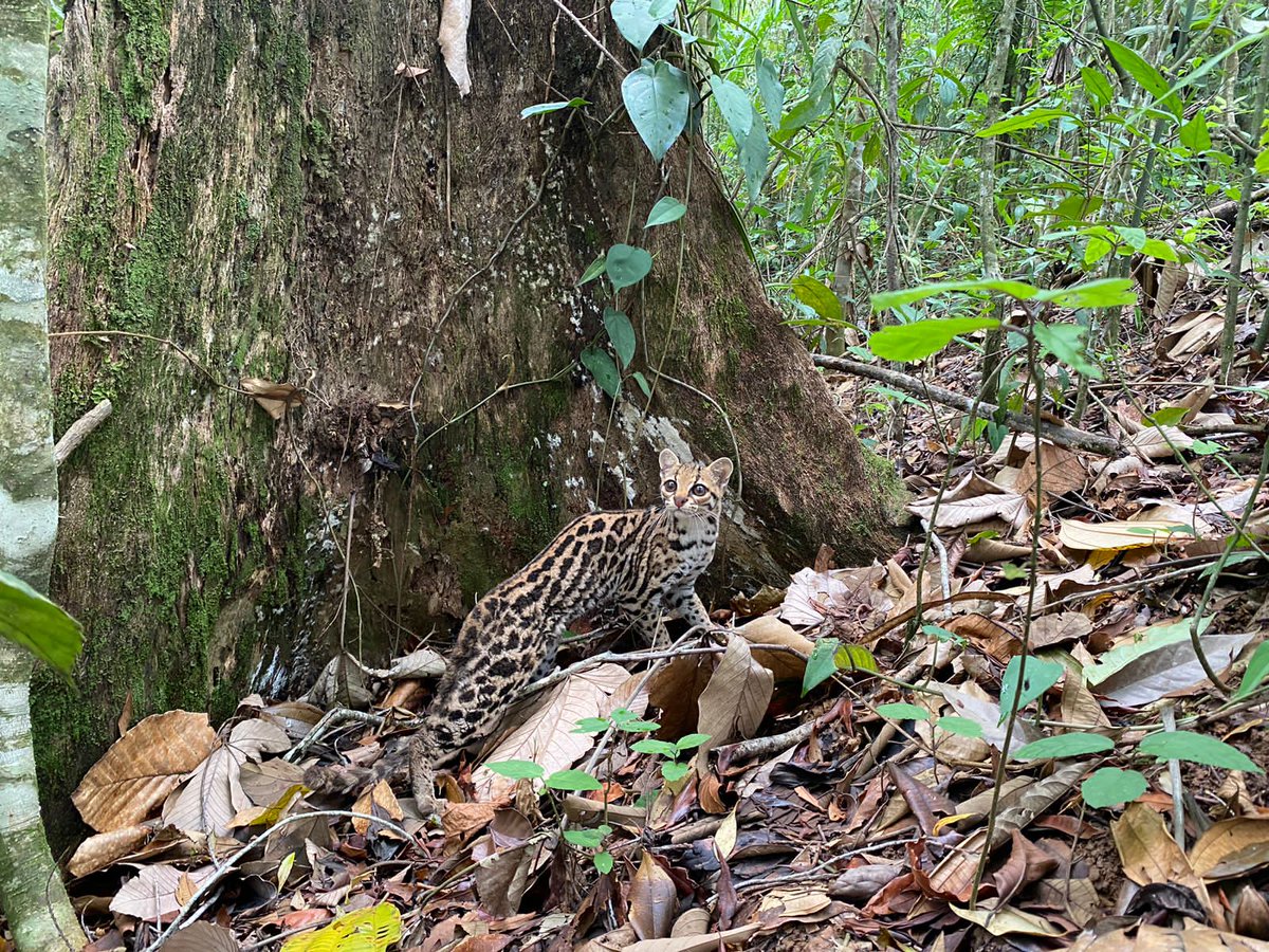FFAAHN's tweet photo. #ProtecciónAmbiental
El Comando de Apoyo al Manejo de Ecosistema y Ambiente, en apoyo al #ICF, llevó a cabo una actividad de liberación de fauna silvestre de cuatro Monos Araña, dos Tucanes Pico de Navaja y un Tigrillo, en la zona núcleo de la Biósfera del Río Plátano. https://t.co/qvaqHQTPw2