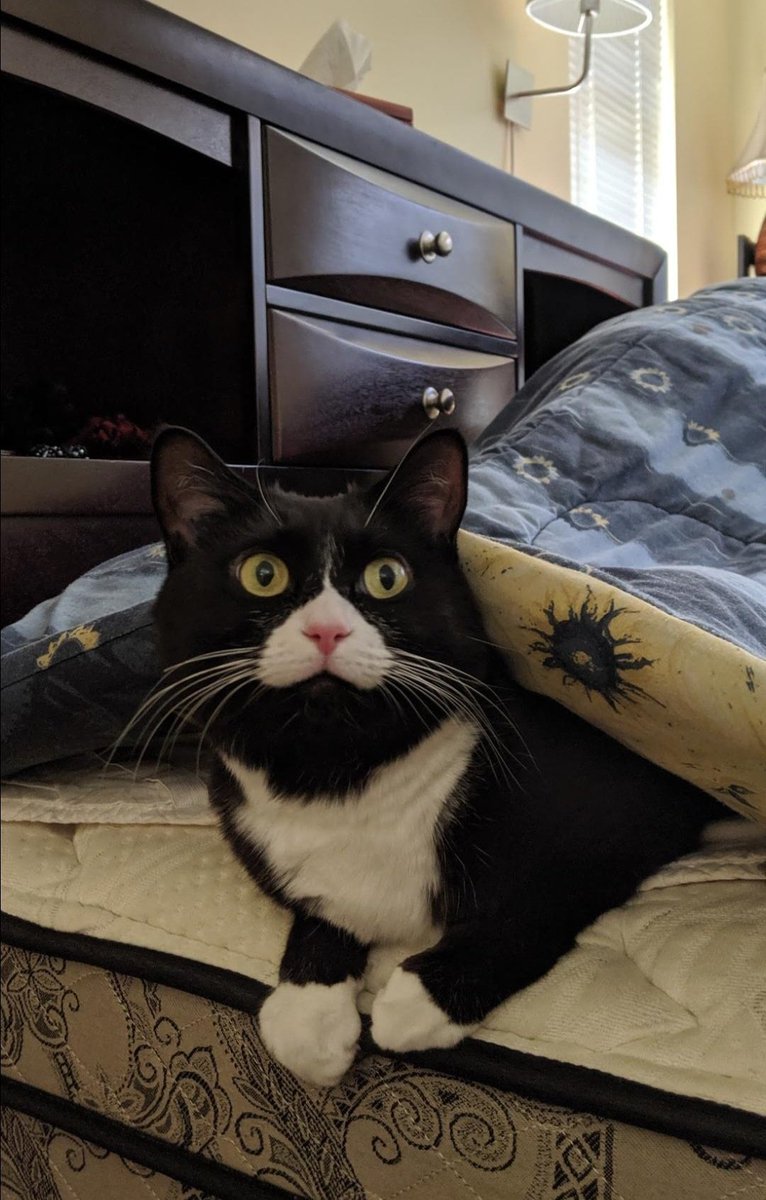 Bowinn Ma tweet media