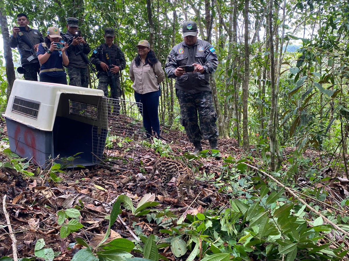 FFAAHN's tweet photo. #ProtecciónAmbiental
El Comando de Apoyo al Manejo de Ecosistema y Ambiente, en apoyo al #ICF, llevó a cabo una actividad de liberación de fauna silvestre de cuatro Monos Araña, dos Tucanes Pico de Navaja y un Tigrillo, en la zona núcleo de la Biósfera del Río Plátano. https://t.co/qvaqHQTPw2