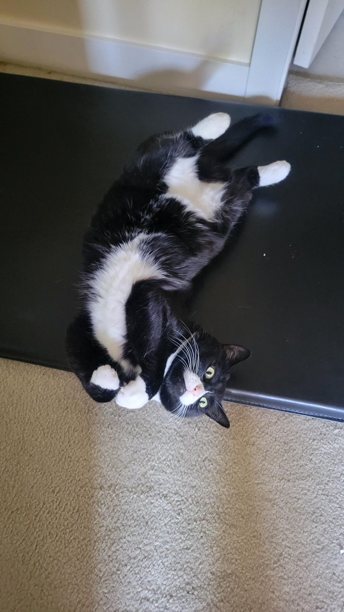 Bowinn Ma tweet media