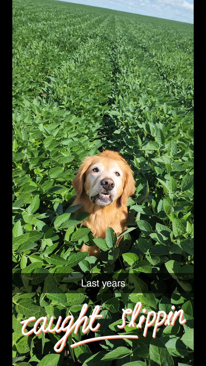 JHanson_85's tweet photo. What a difference some rain can make! And hoping for more! #goldenretriever
@soilwarrior 
@PioneerSeeds https://t.co/p5zBoQjhNJ