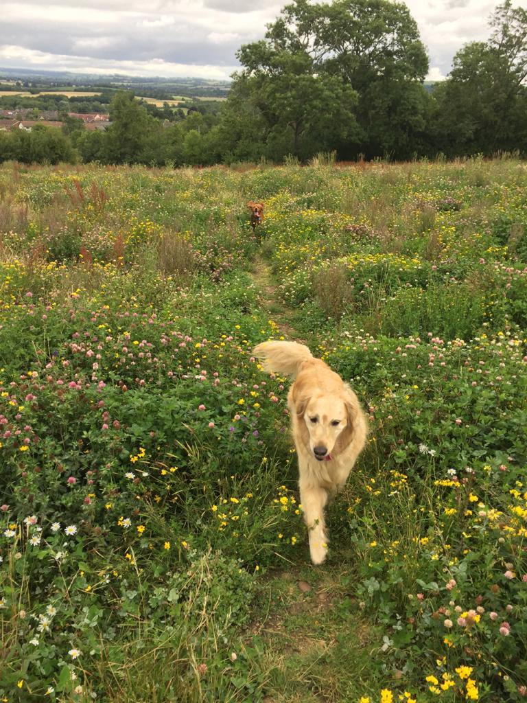 Cardibling's tweet photo. @guidedogs https://t.co/nVjM1eexcE