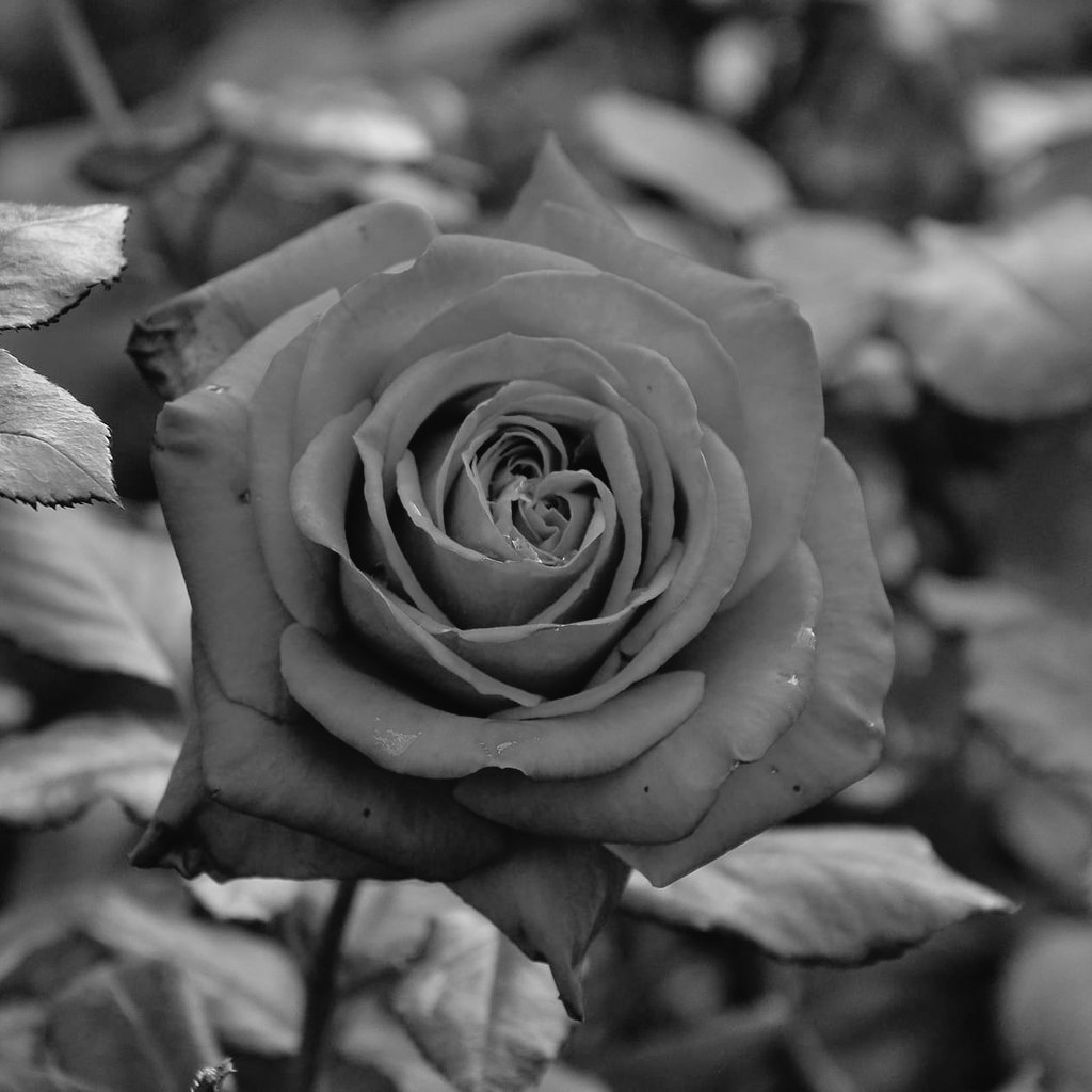 機種変したら
Lunaに入れない
Lunaの中のひとです

morning♫