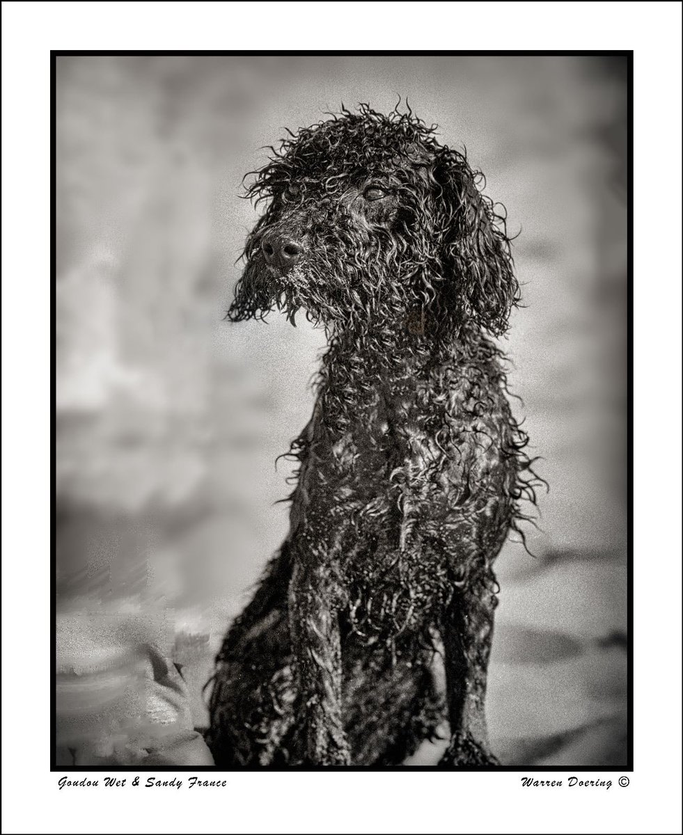 Goudou Wet & Sandy on the beach in Bordeaux France #Monochrome #Dog #Pet #DomesticAnimals #photography #blackandwhitephotography #TriXfilm #trix400 #Nikon #Goudou #charlottewalior #bnw #film135mm #135mmfilm #portrait