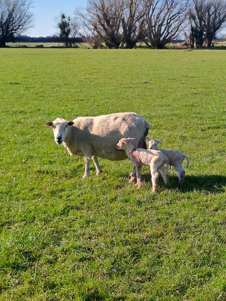 CharollaisRams's tweet photo. #Lambing23 is up and running. #Charollais #terminalsire #Lochee https://t.co/OIkD7nZJcY
