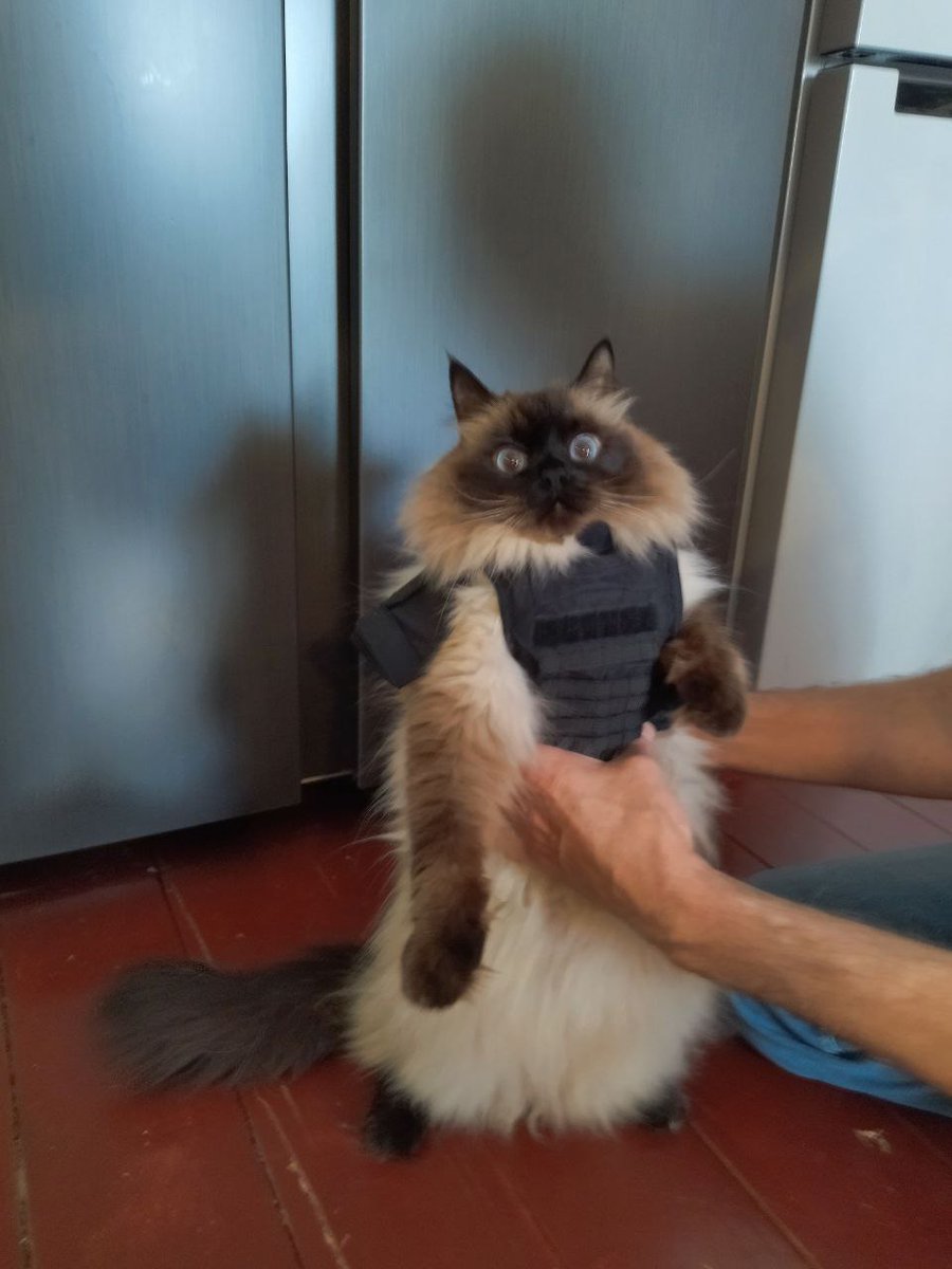 max_err0r303's tweet photo. К защите ваших сердечек готов!
#cat #кот # https://t.co/crqXrJEcaG