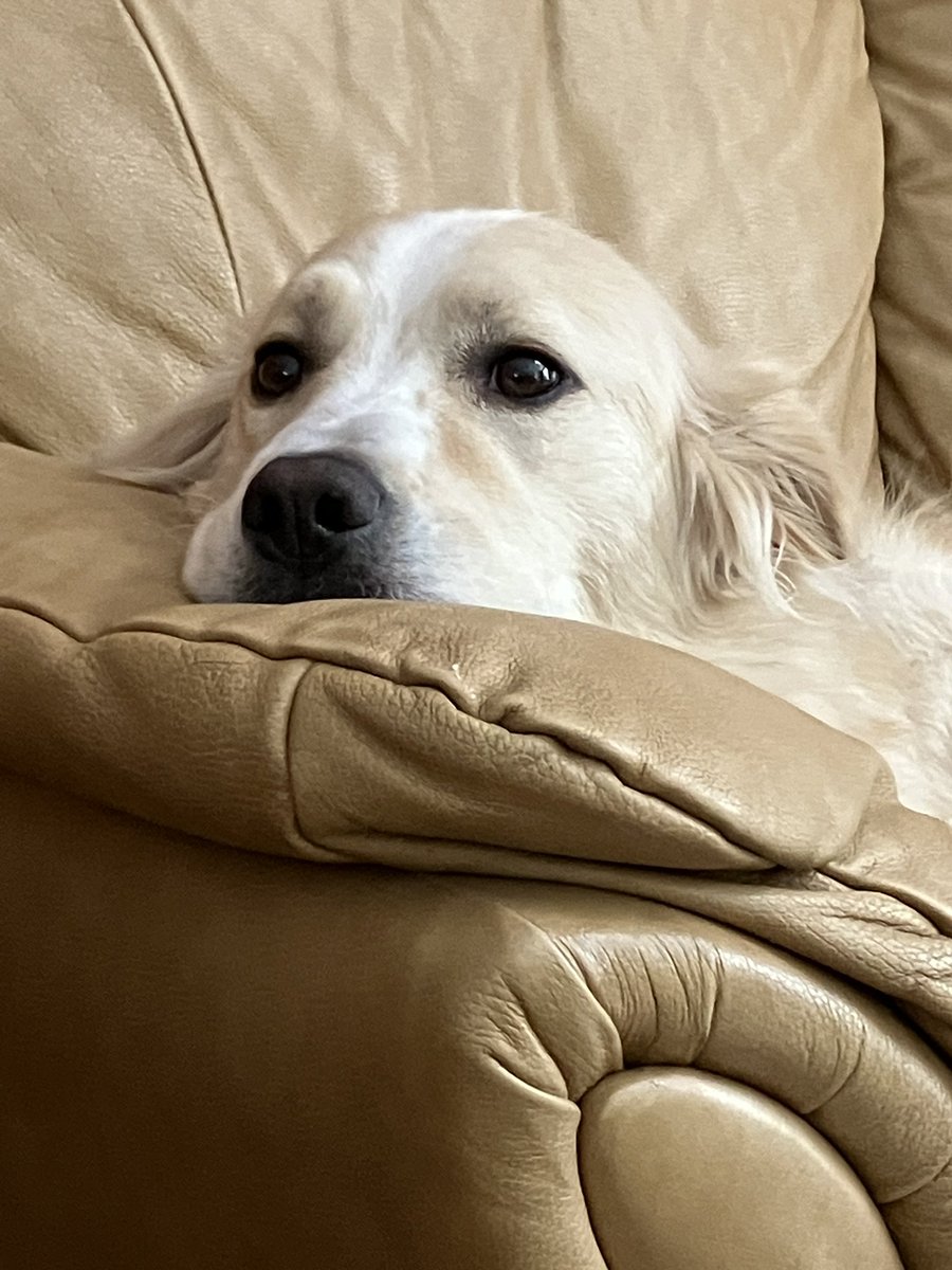 Mr. Halstead tweet media