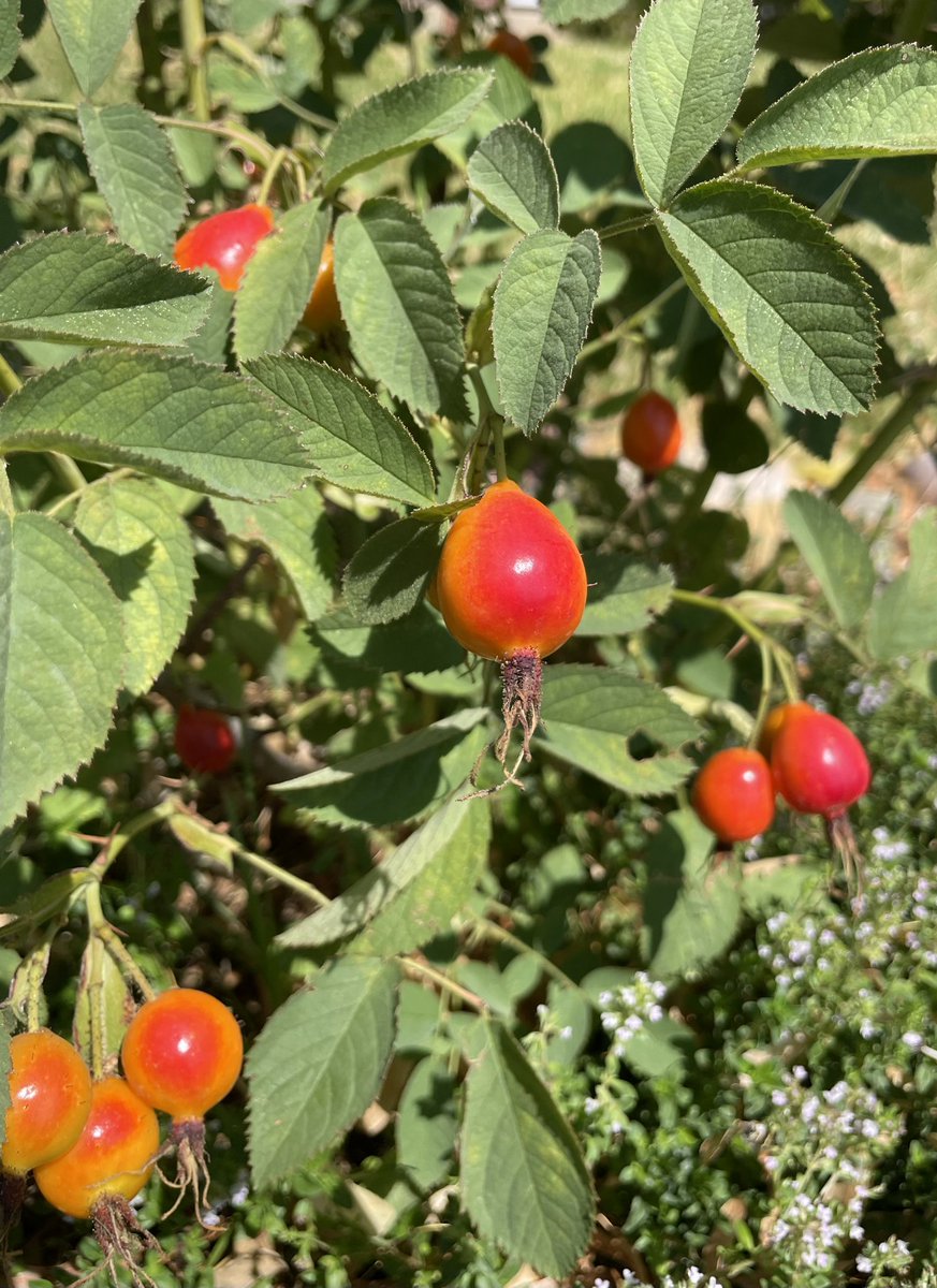 JayBirdGarden's tweet photo. Rose hips! Rosa villosa. https://t.co/CUogTIc2f4