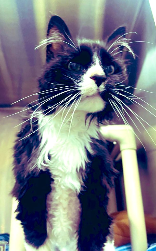 KimTunnicliffe1's tweet photo. This 17 yo sweet, affectionate cat named #Wikked is looking for a loving home to live out the rest of her days. She was thrown out of a car & is now at the #NorthAttleboro Animal Shelter, waiting for her forever home. She is in kidney failure, but is super sweet. #NationalCatDay https://t.co/3vF1wJyAAF