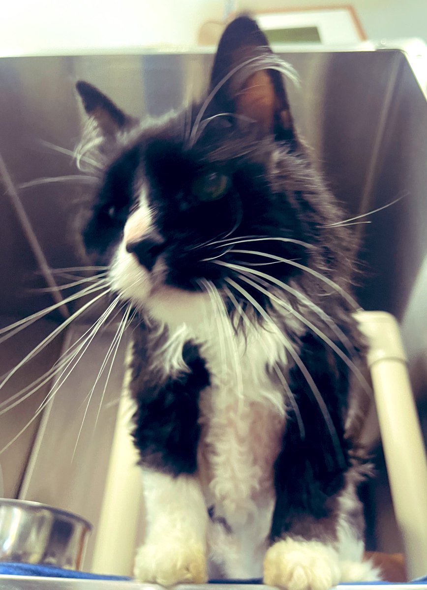 KimTunnicliffe1's tweet photo. This 17 yo sweet, affectionate cat named #Wikked is looking for a loving home to live out the rest of her days. She was thrown out of a car & is now at the #NorthAttleboro Animal Shelter, waiting for her forever home. She is in kidney failure, but is super sweet. #NationalCatDay https://t.co/3vF1wJyAAF