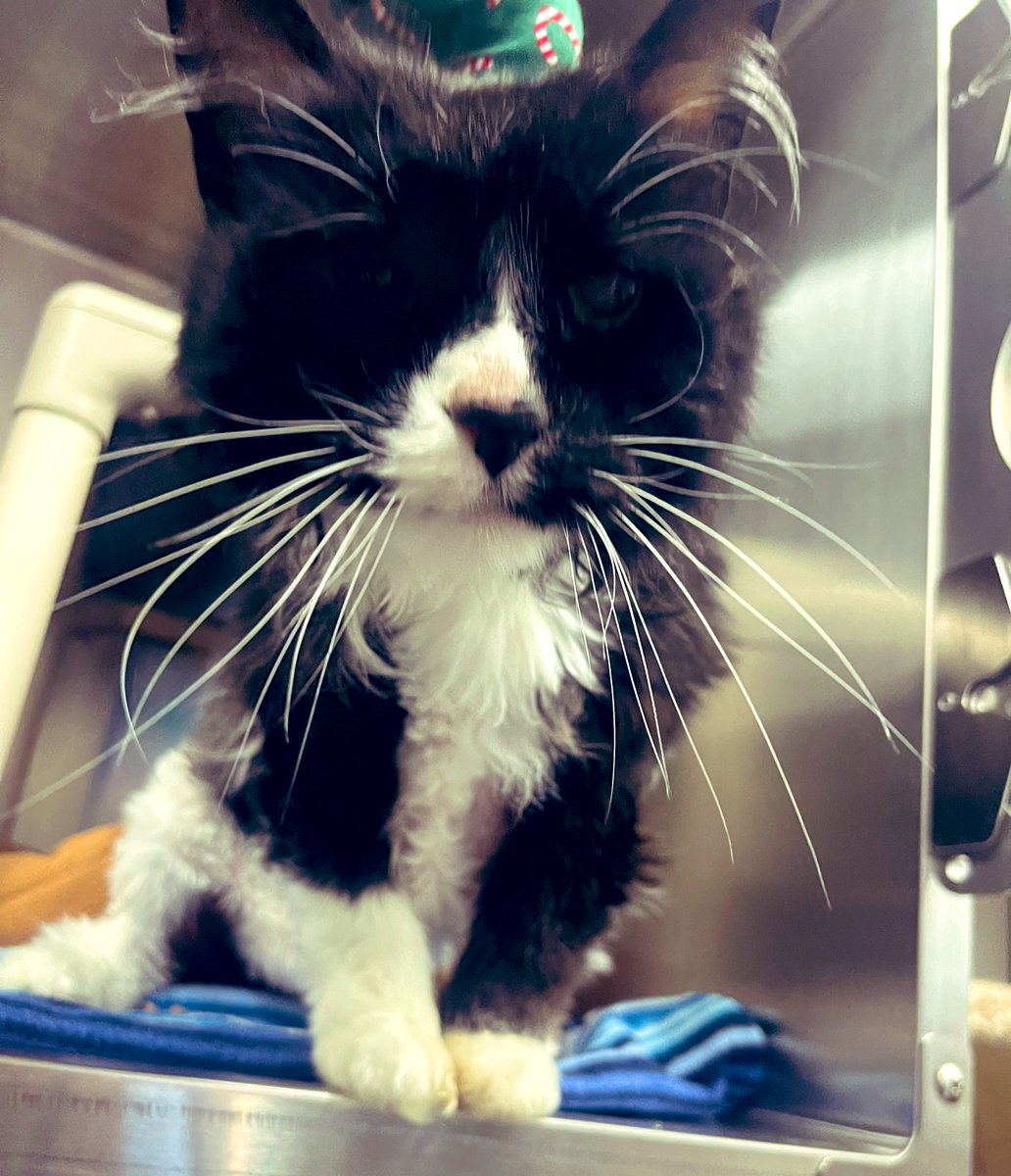 KimTunnicliffe1's tweet photo. This 17 yo sweet, affectionate cat named #Wikked is looking for a loving home to live out the rest of her days. She was thrown out of a car & is now at the #NorthAttleboro Animal Shelter, waiting for her forever home. She is in kidney failure, but is super sweet. #NationalCatDay https://t.co/3vF1wJyAAF